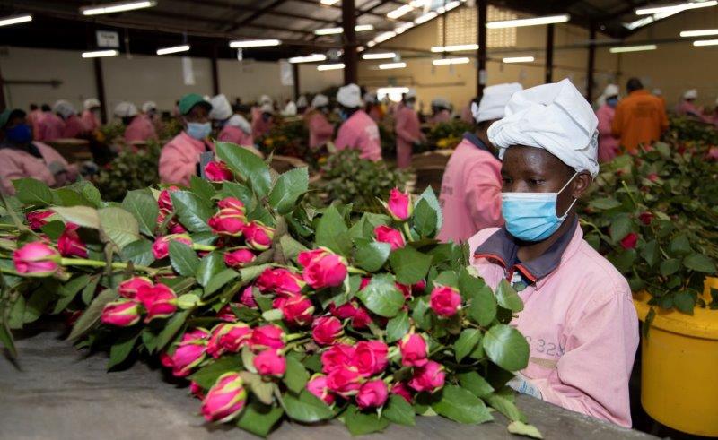 Kenya Bigot Flowers Ferme - fleurs