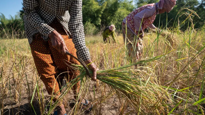 Producteurs de riz biologique