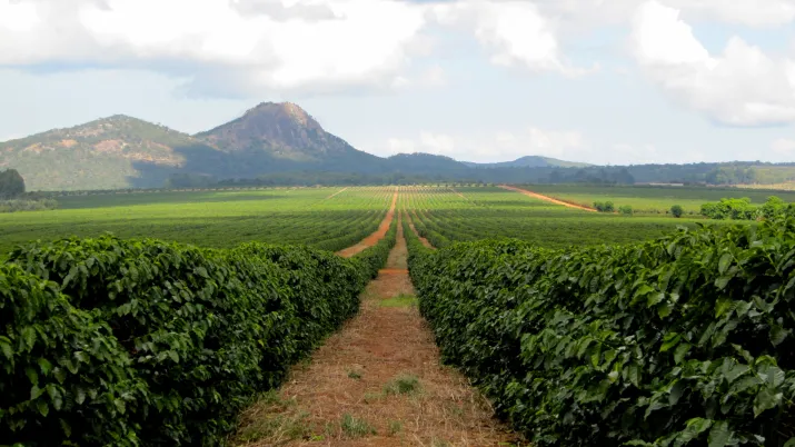 Plantations de Global Tea au Malawi