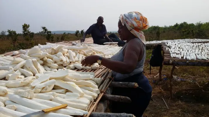proparco qualagric rdc manioc