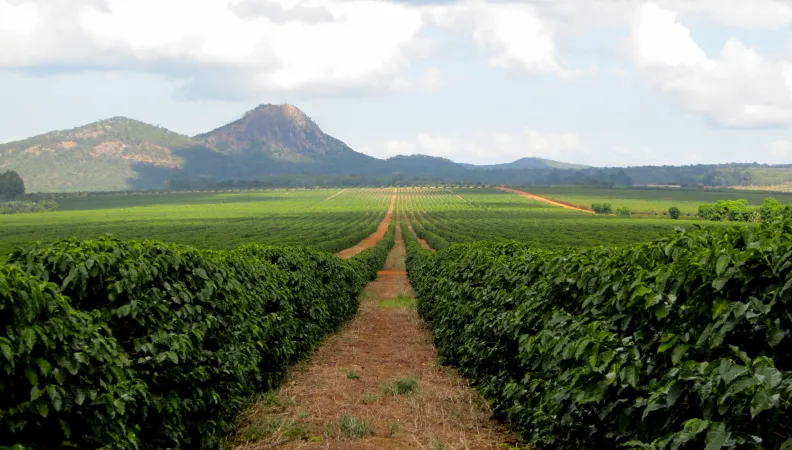 Plantations de Global Tea au Malawi