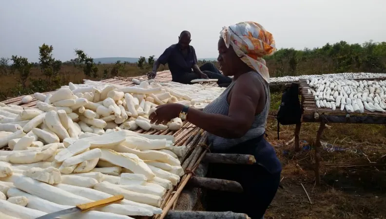 proparco qualagric rdc manioc