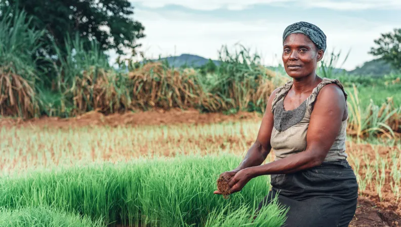 Agriculture Afrique