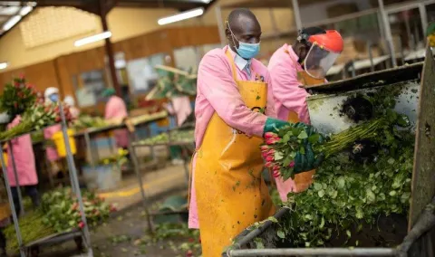 Kenya Bigot Flowers Ferme - fleurs