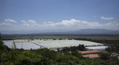 Kenya Bigot Flowers Ferme - paysage